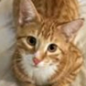 Meet your Posher, Margo